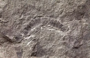 Kampecaris obanensis fossil