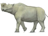 Rhinotitan