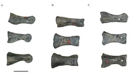 Teihivenator fossil.