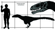 Dromaeosauroides size