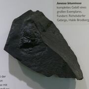 Fossil in the Naturkundemuseum im Ottoneum 13