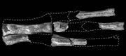 Hand of ZPAL MgD−I-65