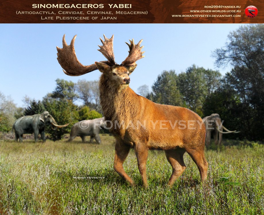 Histological features of Sinomegaceros yabei, the megacerine deer from