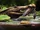 Wadisuchus