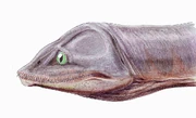 Restoration of the head