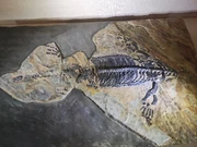 Anhui Geological Museum20240811 142838