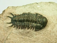 Cheirurus insignis.jpg (203 KB) Cheirurus insignis