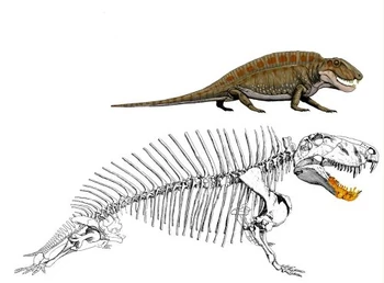 Cryptovenator hirschbergeri skeleton