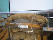 Japanese otter
