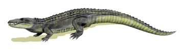 Mahajangasuchus body