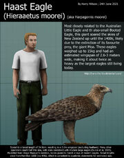 Haast eagle size by harry the fox dem2byf-fullview