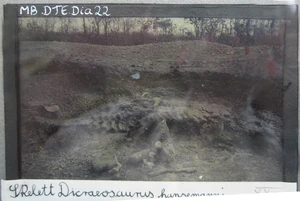 Holotype specimen in 1912