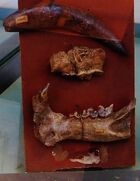 Megantereon megantereon 7