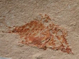 Ichthyoceros