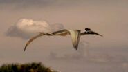 Quetzalcoatlus