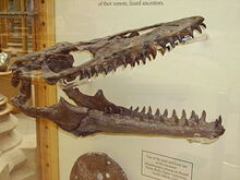 300px-Mosasaur skull