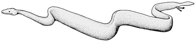 Eupodophis