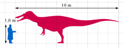 Maximum size estimate for a fully matured Baryonyx
