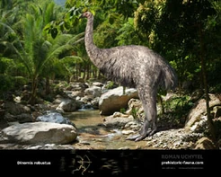 A life-like restoration of a Moa (Dinornis)