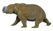 Diprotodon optatum (2)