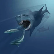 VMNH megalodon.jpg (17 KB)