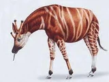 Giraffokeryx