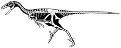 330px-Troodon skeletal