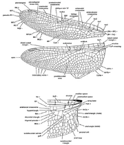 Anisoptera veination