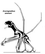 Anurognathus skeleton I 2d6b