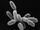 Archaea