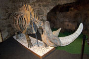 Woolly rhinoceros skeleton.