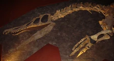 Baryonyx skeleton. Notice: Its large and robust arms and claws.