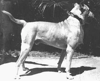 the fighting dog of cordoba