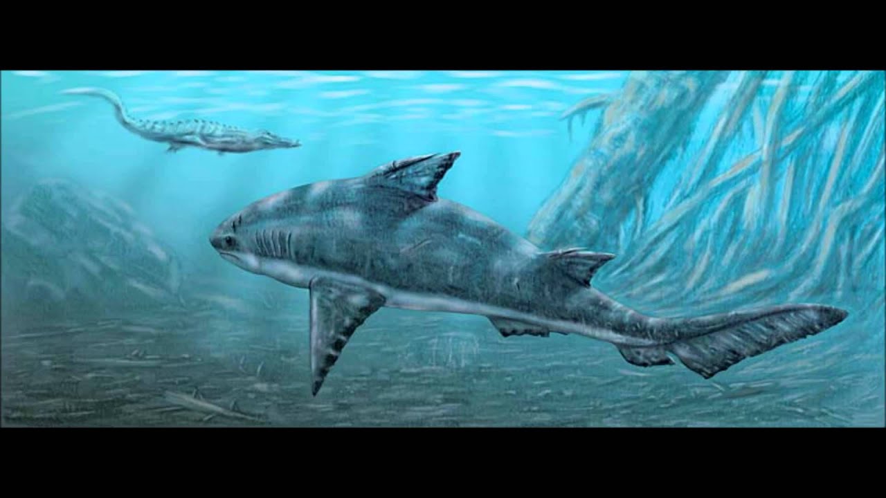 hybodus shark