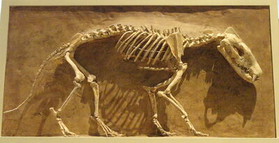 800px-Hyaenodon horridus, Niobrara County, Wyoming, USA, Late Oligocene - Royal Ontario Museum - DSC00114.jpg