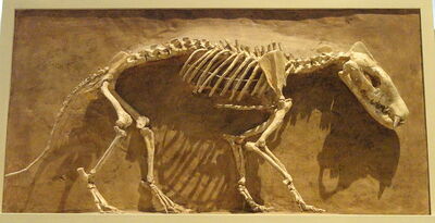 800px-Hyaenodon horridus, Niobrara County, Wyoming, USA, Late Oligocene - Royal Ontario Museum - DSC00114