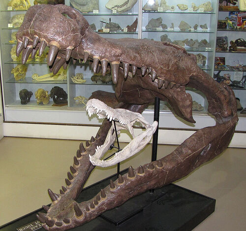 Deinosuchus Skeleton