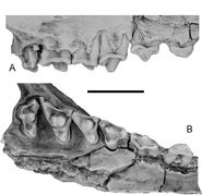 Indohyaenodon dentition