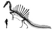 Spinosaurus reconstructed on a Tripodal / rearing up posture similar to modern Ursids ( bears )