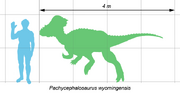 Pachycephalosaurus scale