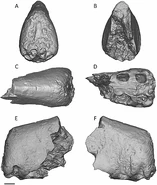 Akharhynchus.jpg (56 KB) Akharhynchus fossil materials
