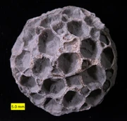Pleurodictyum americanum Kashong