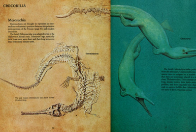 Prolimnocyon, Dinopedia