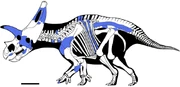 Skeletal reconstruction of Sierraceratops turneri(Found remains in blue).