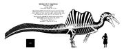 Spinosaurus aegyptiacus skeletal reconstruction by randomdinos