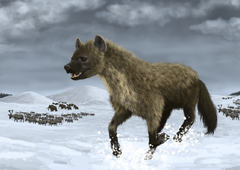 CaveHyenaInfobox