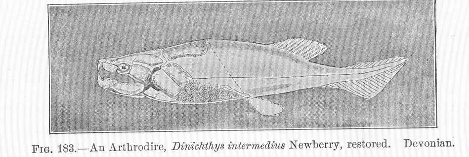 Arthrodira Dinopedia Fandom