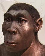 200px-Homo erectus new.jpg (16 KB)