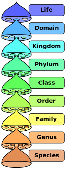 The hierarchy ofbiological classification's eight major taxonomic ranks. A family contains one or more genera