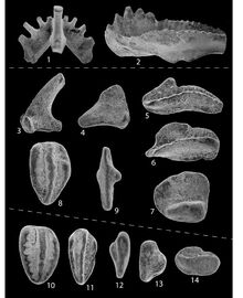 Conodonts